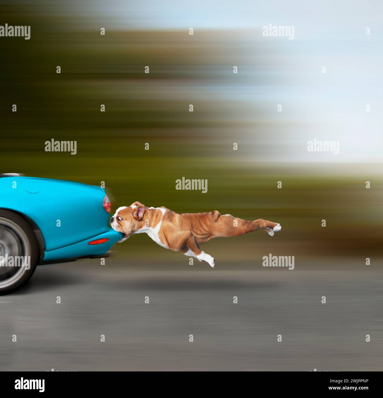 Un chien, ses mâchoires serrées autour du pare-chocs d'une voiture qui accélère, soulève la question : et maintenant? Banque D'Images