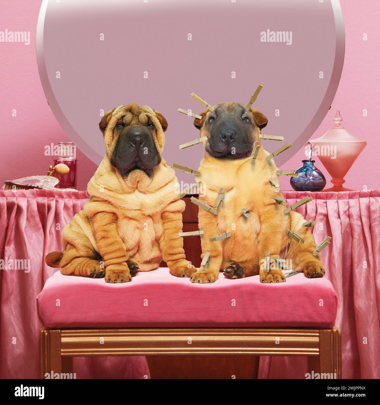 Deux chiens Shar Pei sont assis sur une vanité avec l'un portant des épingles à vêtements pour lisser ses rides dans une métaphore visuelle pour les stratégies anti-âge. Banque D'Images