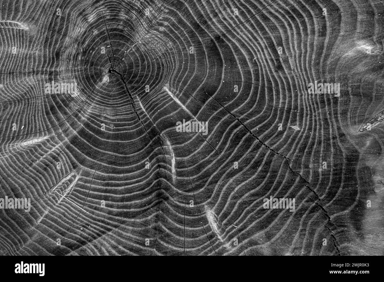 Grain de bois provenant d'un arbre récemment scié dans le parc d'État de Ledges près de Boone, Iowa, États-Unis Banque D'Images