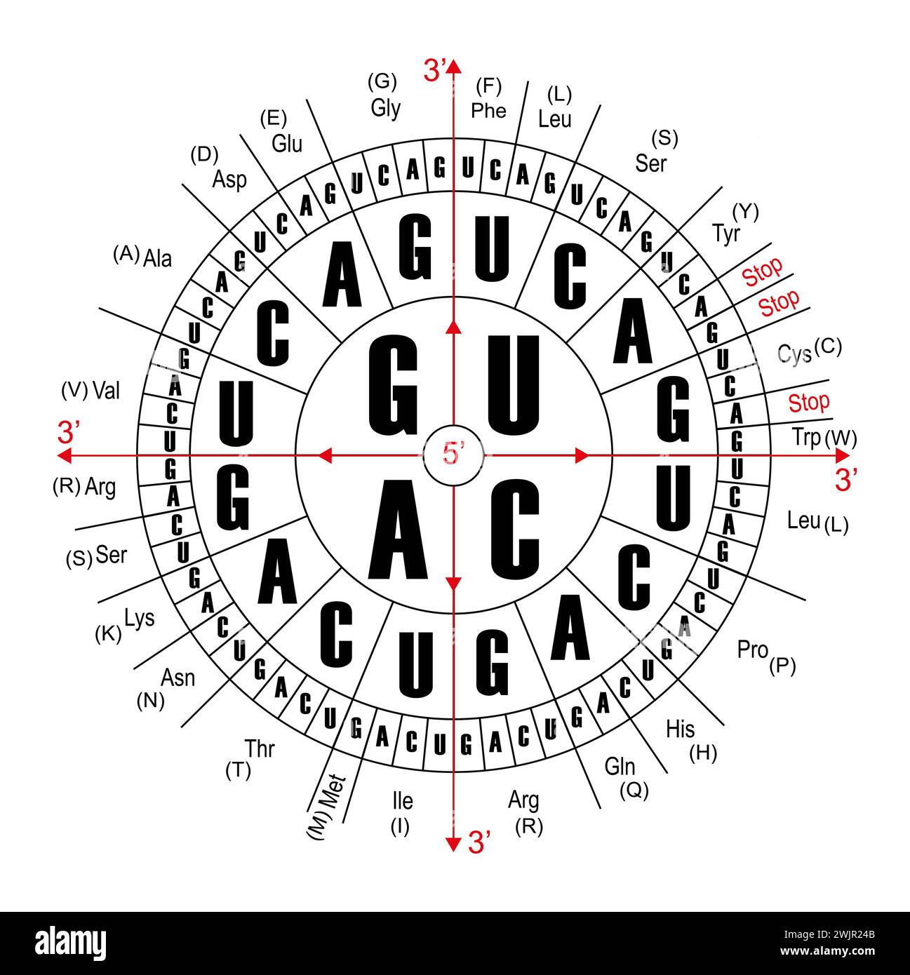 Codons Where Table de codons Banque de photographies et d’images à haute résolution ...