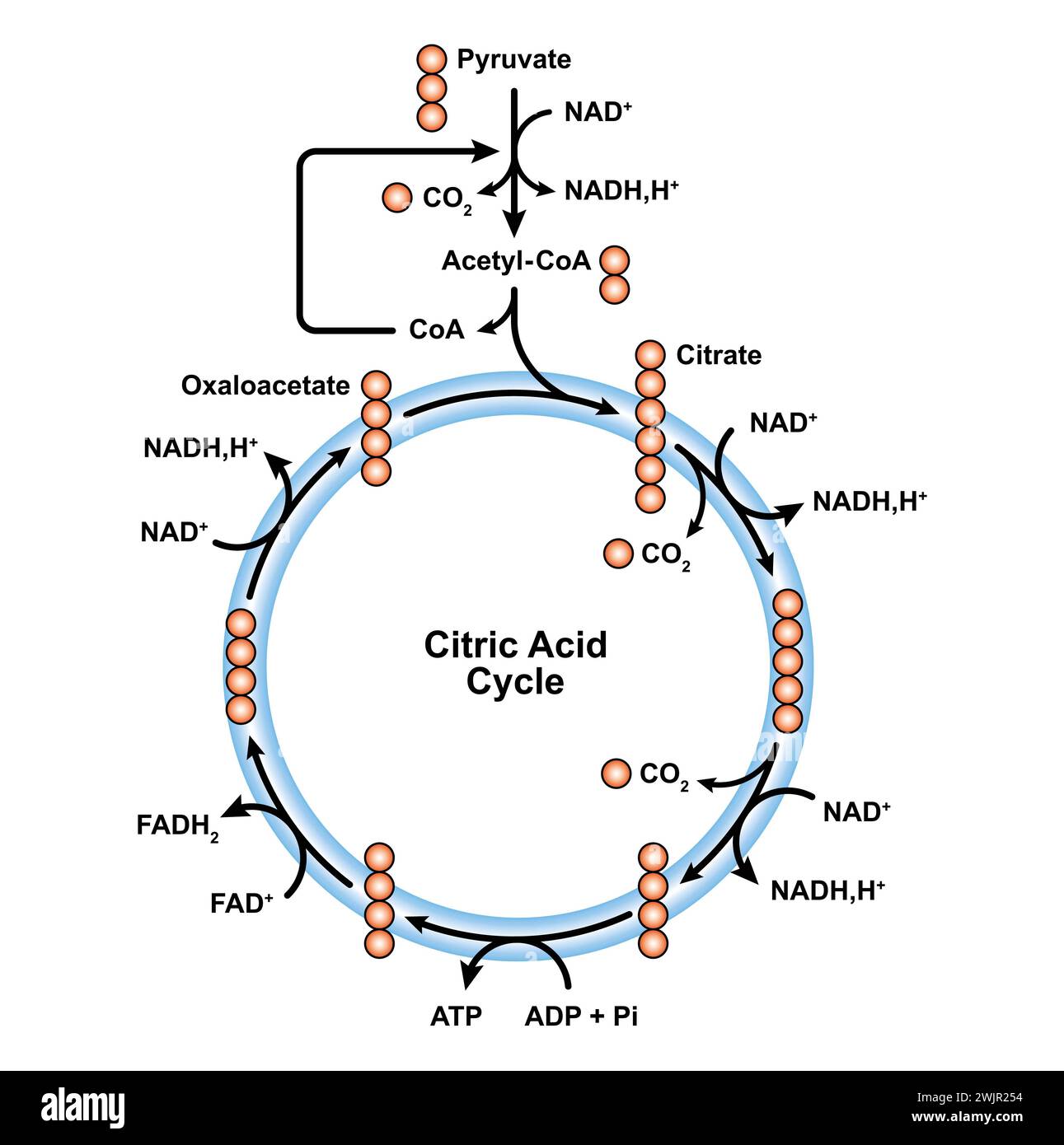 Cycle de l'acide citrique, illustration Banque D'Images