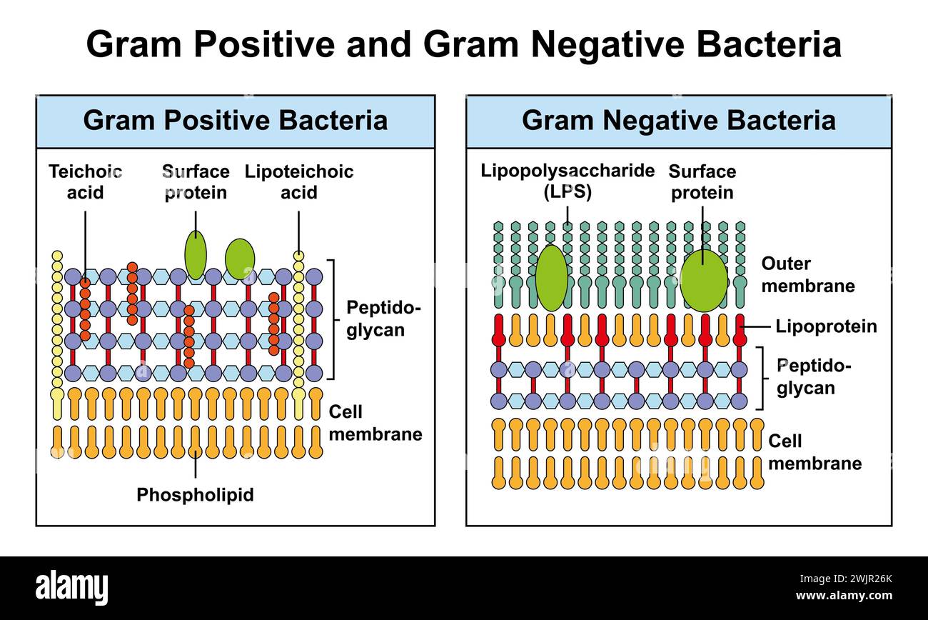 Bactéries à Gram positif et Gram négatif, illustration Banque D'Images