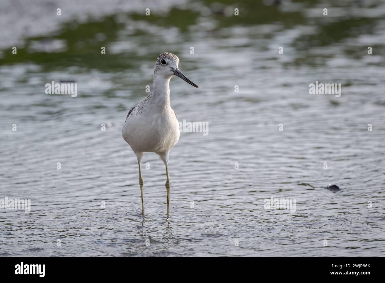 Un shank commun solitaire se tient au genou dans l'eau sur les vasières de marée cherchant à se nourrir de petits invertébrés. Banque D'Images