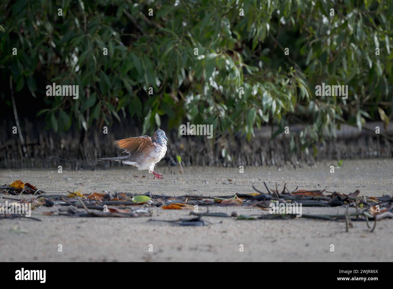 Une colombe bousculée, qui bat ses ailes en sautant tout en marchant le long des mangroves de l'esplanade de Cairns en Australie. Banque D'Images