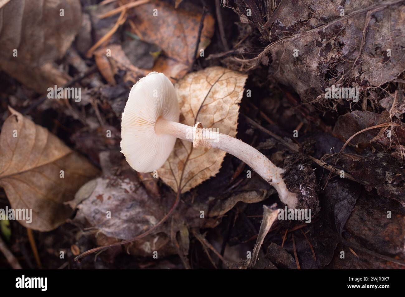 Lepiota felina, dapperling de chat, poussant sous un mélange de conifères et de cotonniers, au-dessus du ruisseau Callahan, à Troy, Montana Lepiota felina domaine : Eukary Banque D'Images