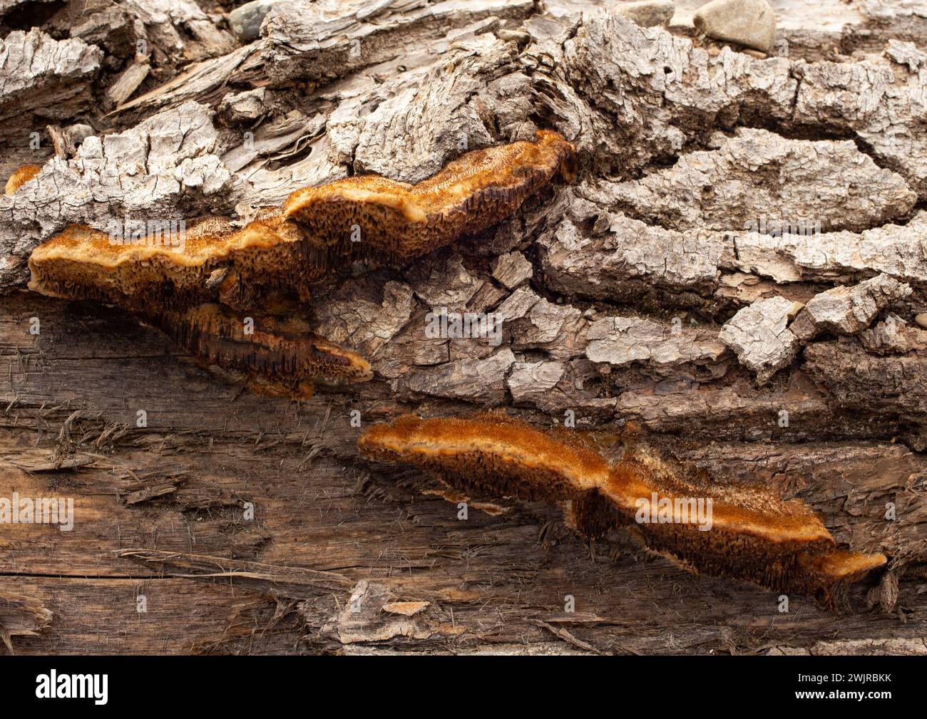 Le tramete de Trog. Le corps fructifiant d'un champignon de pourriture blanche, Trametes trogiii, poussant sur une bûche de cotonnier noir, à Troy, Montana. Banque D'Images