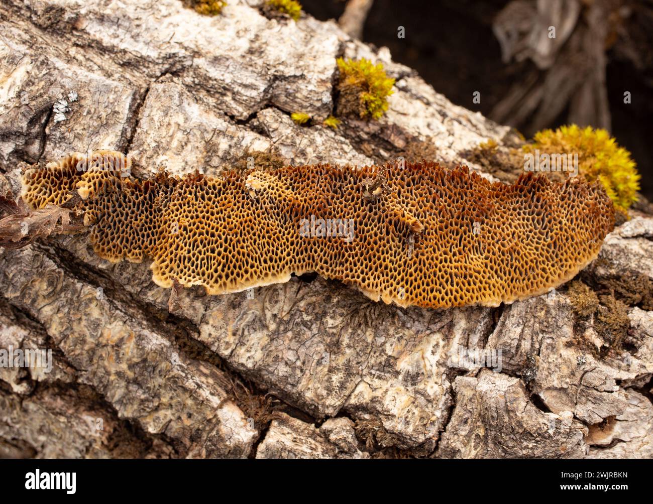 Le tramete de Trog. Le corps fructifiant d'un champignon de pourriture blanche, Trametes trogiii, poussant sur une bûche de cotonnier noir, à Troy, Montana. Banque D'Images