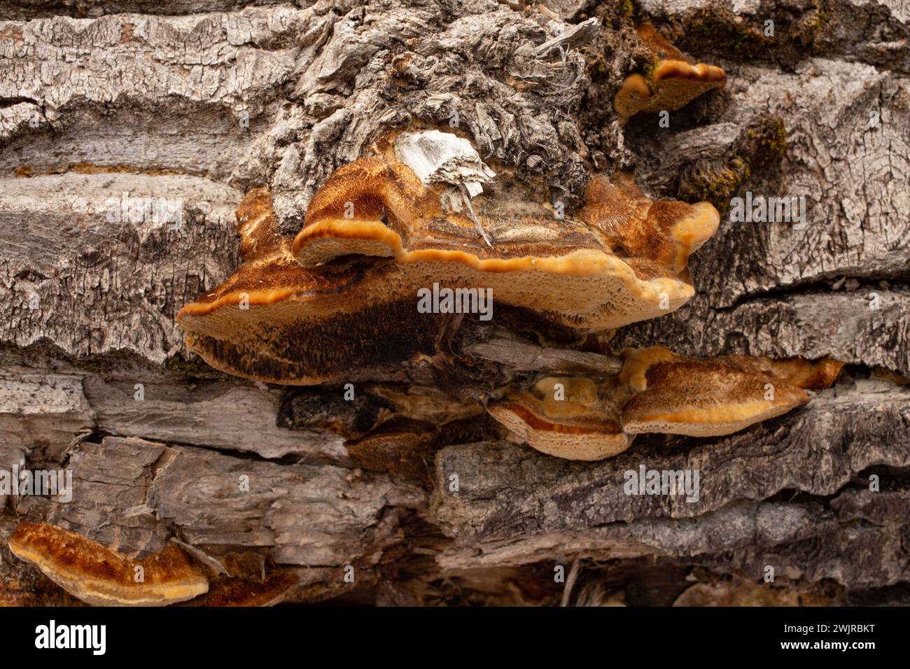 Le tramete de Trog. Le corps fructifiant d'un champignon de pourriture blanche, Trametes trogiii, poussant sur une bûche de cotonnier noir, à Troy, Montana. Banque D'Images