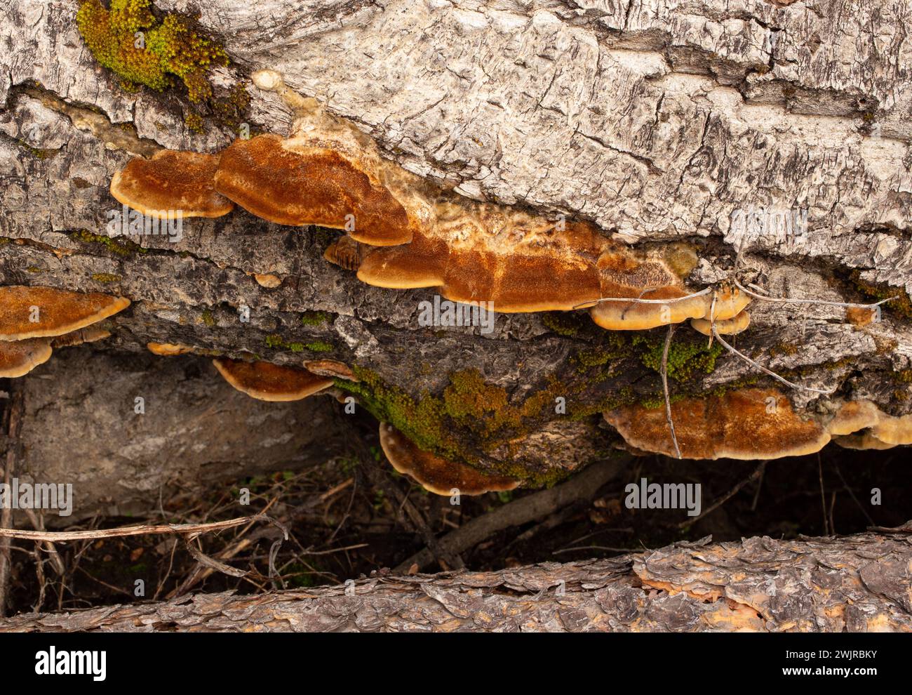 Le tramete de Trog. Le corps fructifiant d'un champignon de pourriture blanche, Trametes trogiii, poussant sur une bûche de cotonnier noir, à Troy, Montana. Banque D'Images