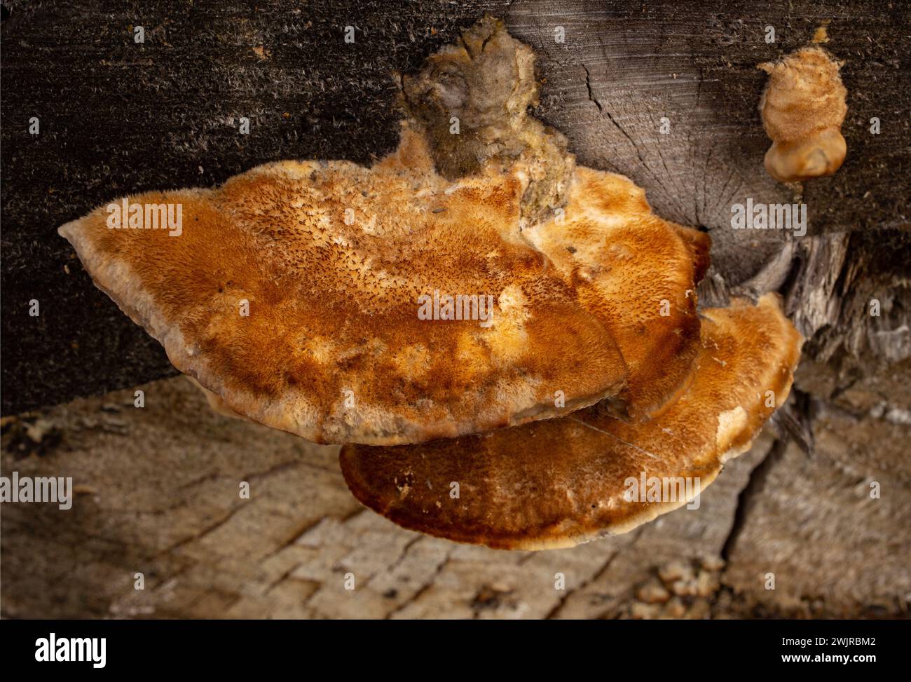 Le tramete de Trog. Le corps fructifiant d'un champignon de pourriture blanche, Trametes trogiii, poussant sur une bûche de cotonnier noir, à Troy, Montana. Banque D'Images