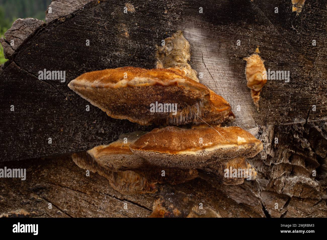 Le tramete de Trog. Le corps fructifiant d'un champignon de pourriture blanche, Trametes trogiii, poussant sur une bûche de cotonnier noir, à Troy, Montana. Banque D'Images