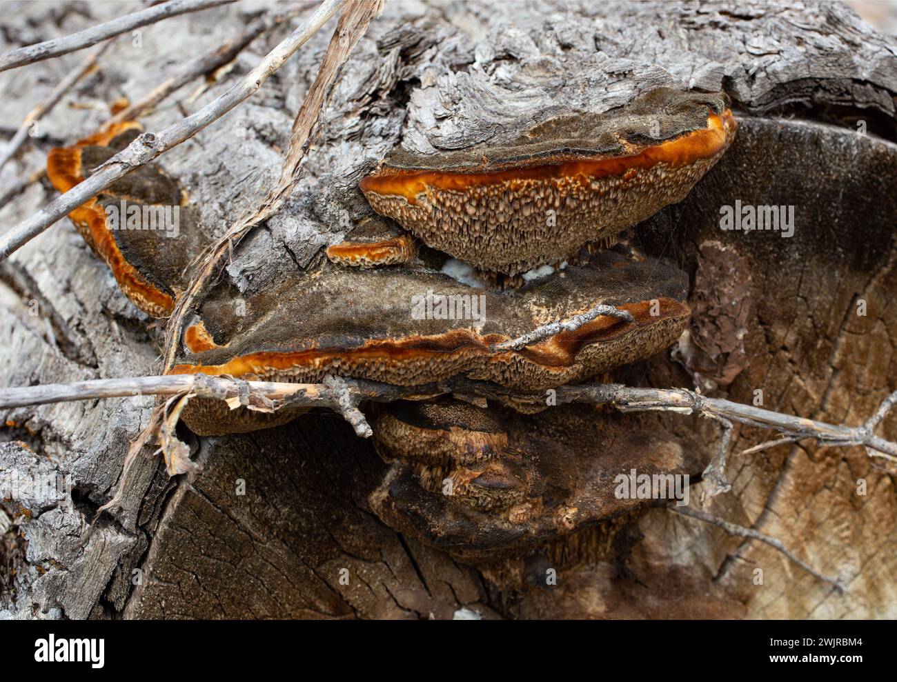 Le tramete de Trog. Le corps fructifiant d'un champignon de pourriture blanche, Trametes trogiii, poussant sur une bûche de cotonnier noir, à Troy, Montana. Banque D'Images