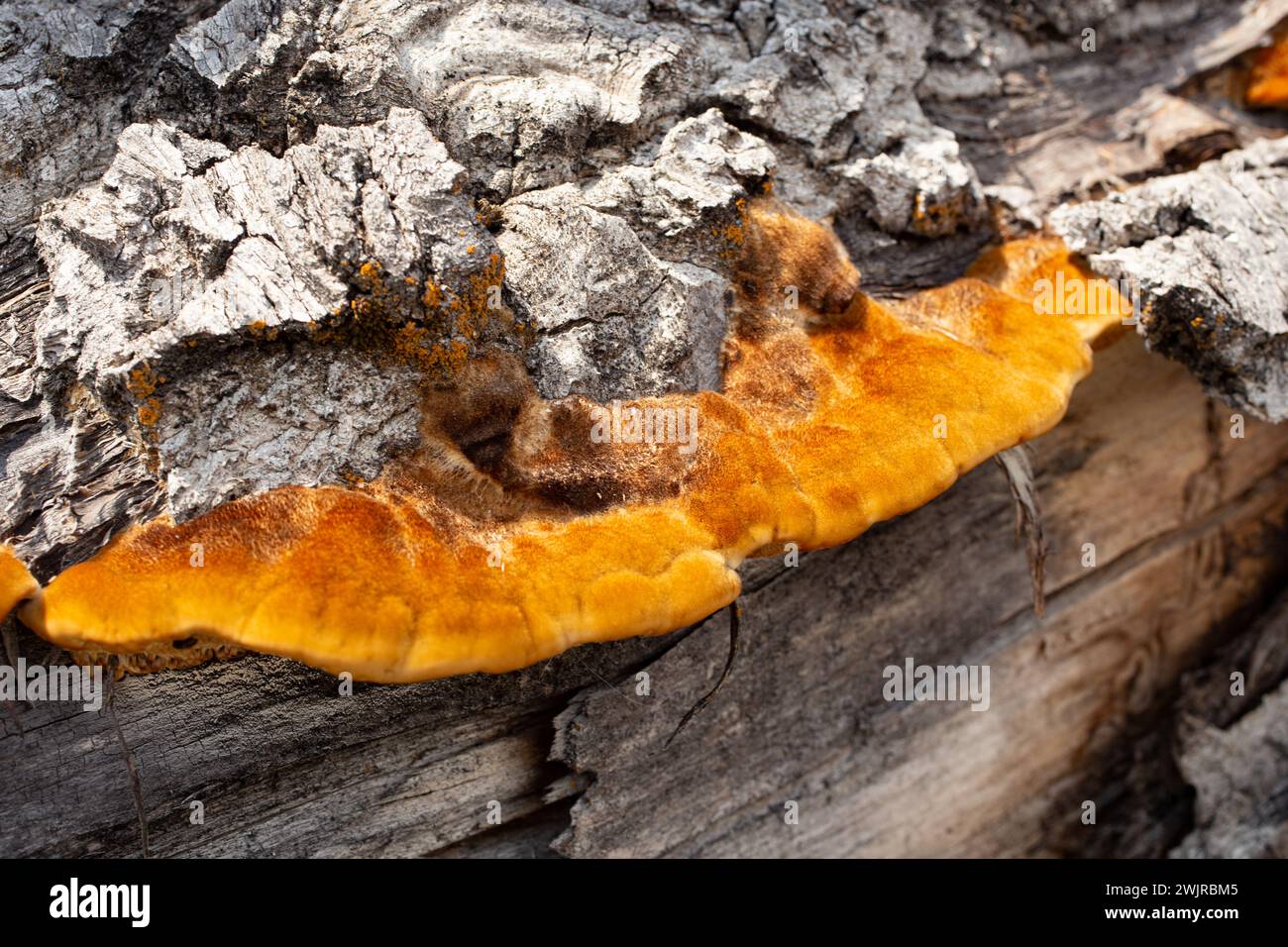 Le tramete de Trog. Le corps fructifiant d'un champignon de pourriture blanche, Trametes trogiii, poussant sur une bûche de cotonnier noir, à Troy, Montana. Banque D'Images