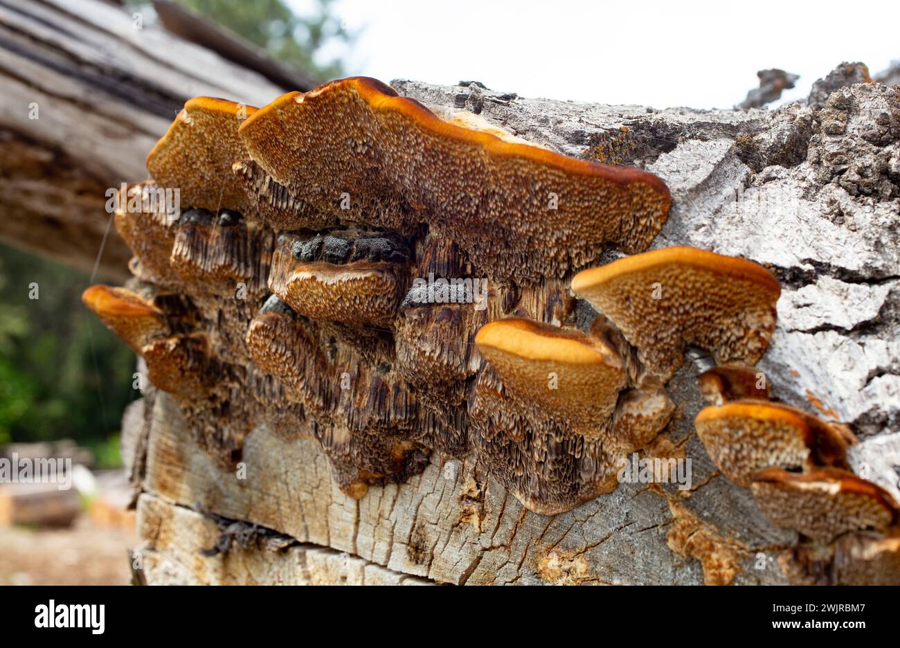 Le tramete de Trog. Le corps fructifiant d'un champignon de pourriture blanche, Trametes trogiii, poussant sur une bûche de cotonnier noir, à Troy, Montana. Banque D'Images