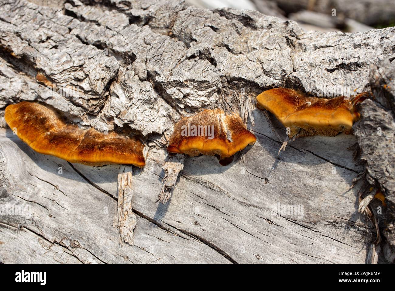 Le tramete de Trog. Le corps fructifiant d'un champignon de pourriture blanche, Trametes trogiii, poussant sur une bûche de cotonnier noir, à Troy, Montana. Banque D'Images