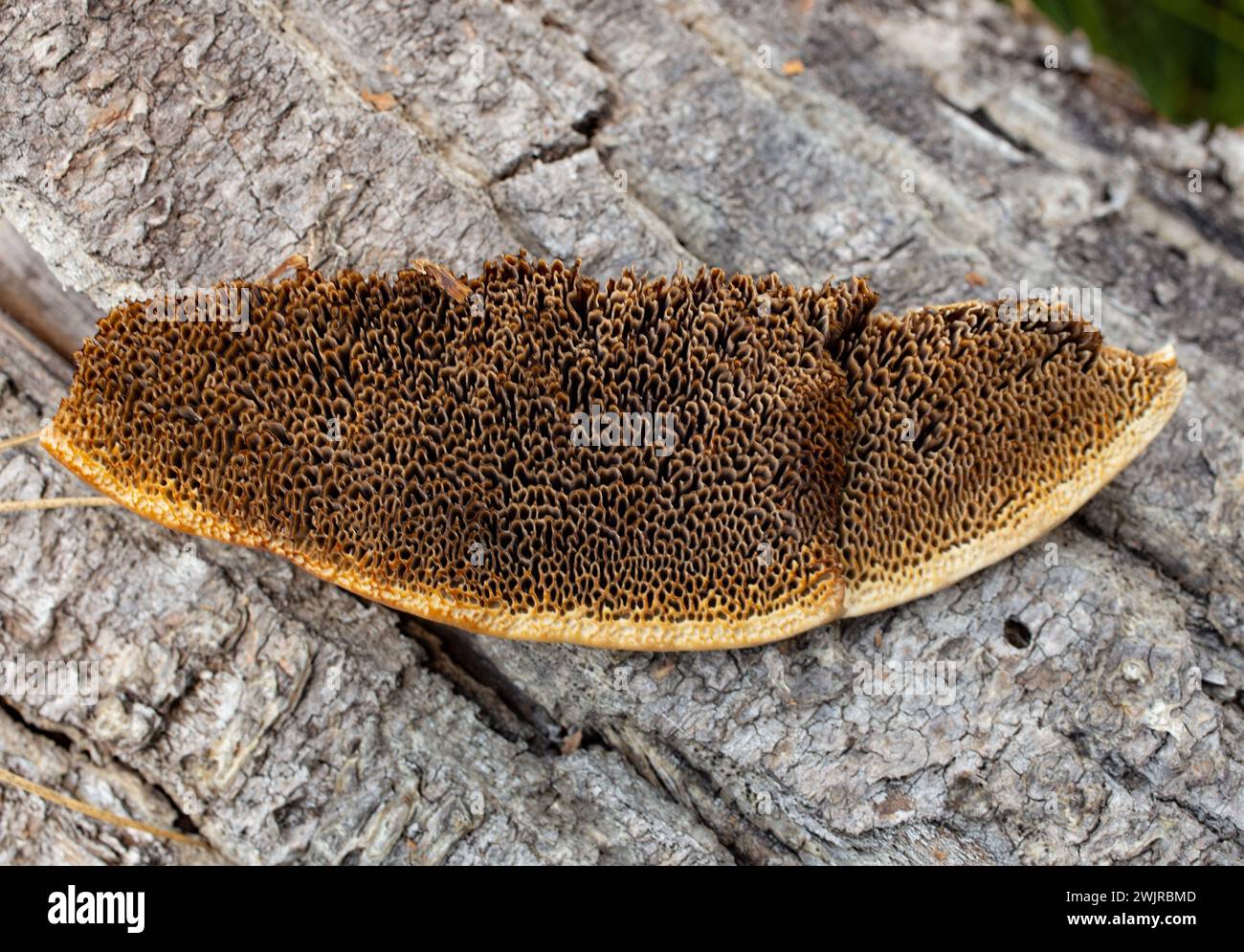 Le tramete de Trog. Le corps fructifiant d'un champignon de pourriture blanche, Trametes trogiii, poussant sur une bûche de cotonnier noir, à Troy, Montana. Banque D'Images
