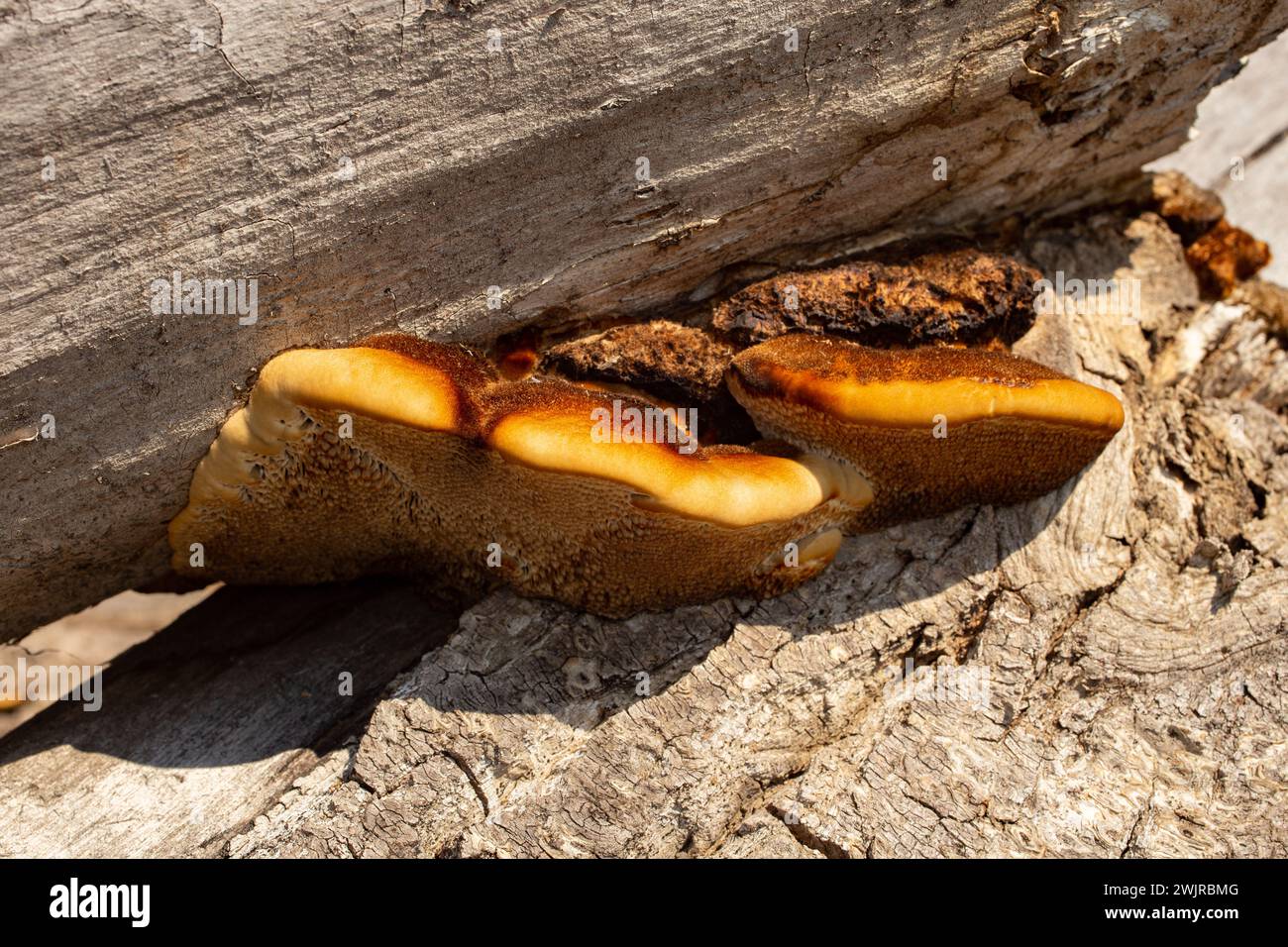 Le tramete de Trog. Le corps fructifiant d'un champignon de pourriture blanche, Trametes trogiii, poussant sur une bûche de cotonnier noir, à Troy, Montana. Banque D'Images