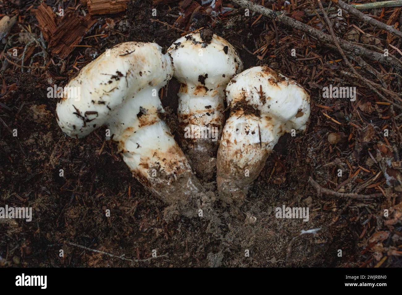 Les champignons Matsutake, Tricholoma murillianum, poussent sous le cèdre rouge de l'Ouest, la pruche de l'Ouest et les conifères mixtes, à l'ouest de Troie, MT Banque D'Images