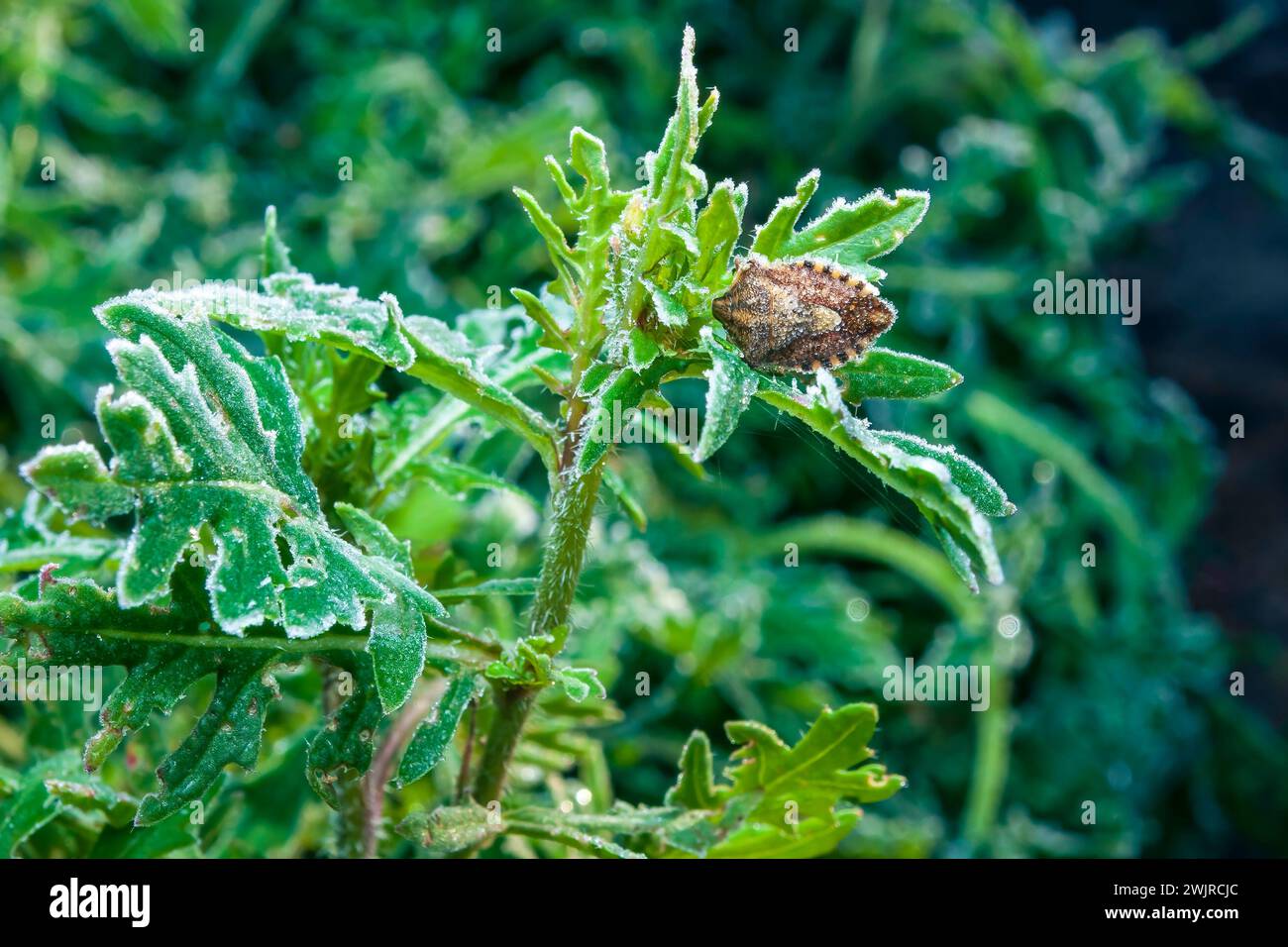 Une feuille de salade de roquette verte avec un coléoptère congelé couvert de gel. Gelées d'automne dans le jardin avec des herbes épicées. Banque D'Images