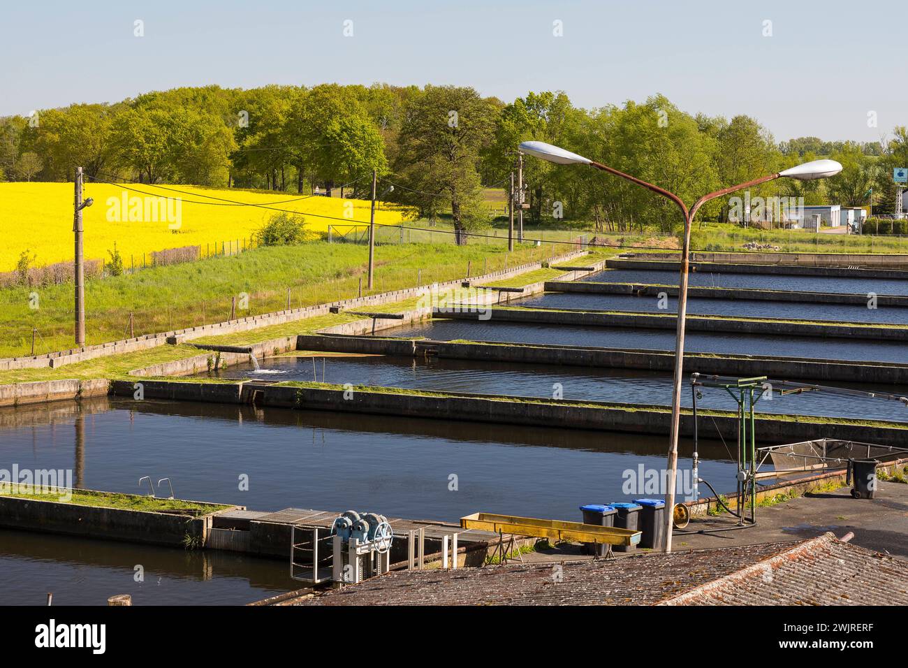 Fischzucht in den Farrenteichen, Bärnsdorf, Radeburg, Saxe, Deutschland *** exploitation piscicole dans le Farrenteichen, Bärnsdorf, Radeburg, Saxe, Allemagne Banque D'Images