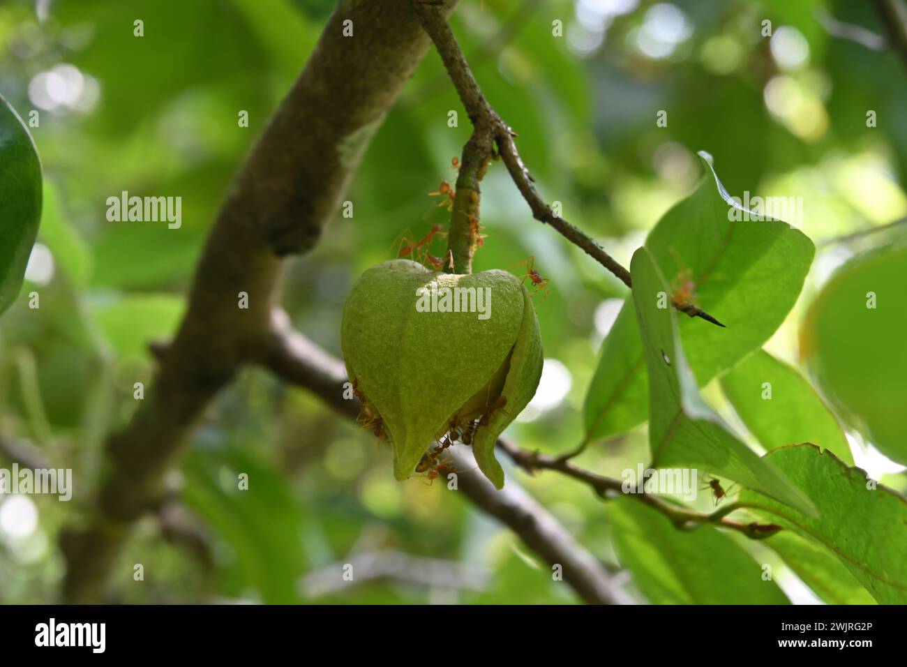 Vue latérale d'une fleur de Soursop en fleurs (Annona muricata) suspendue à la brindille vers le bas Banque D'Images