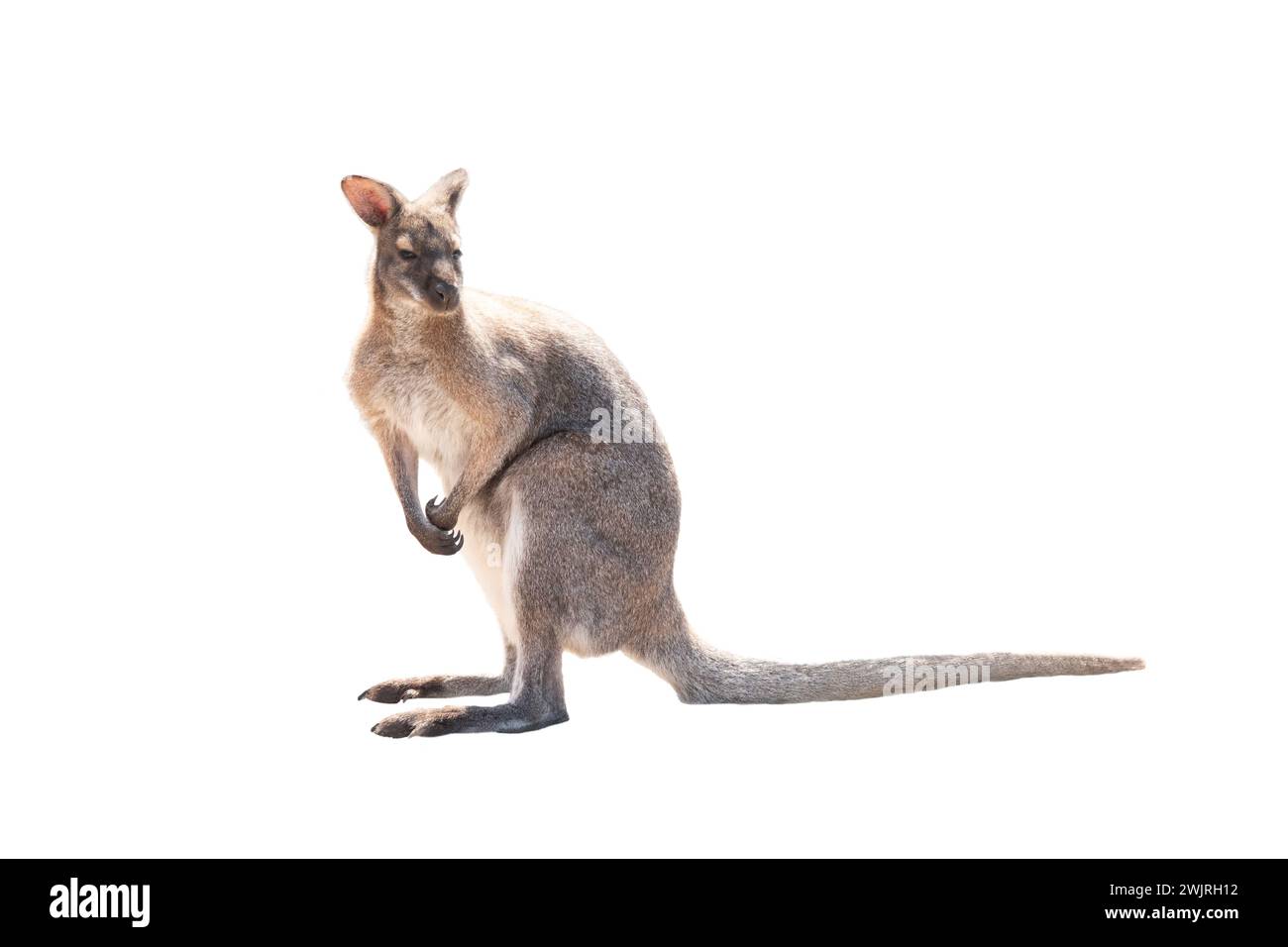 Kangourou se tient sur un fond blanc isolé Banque D'Images