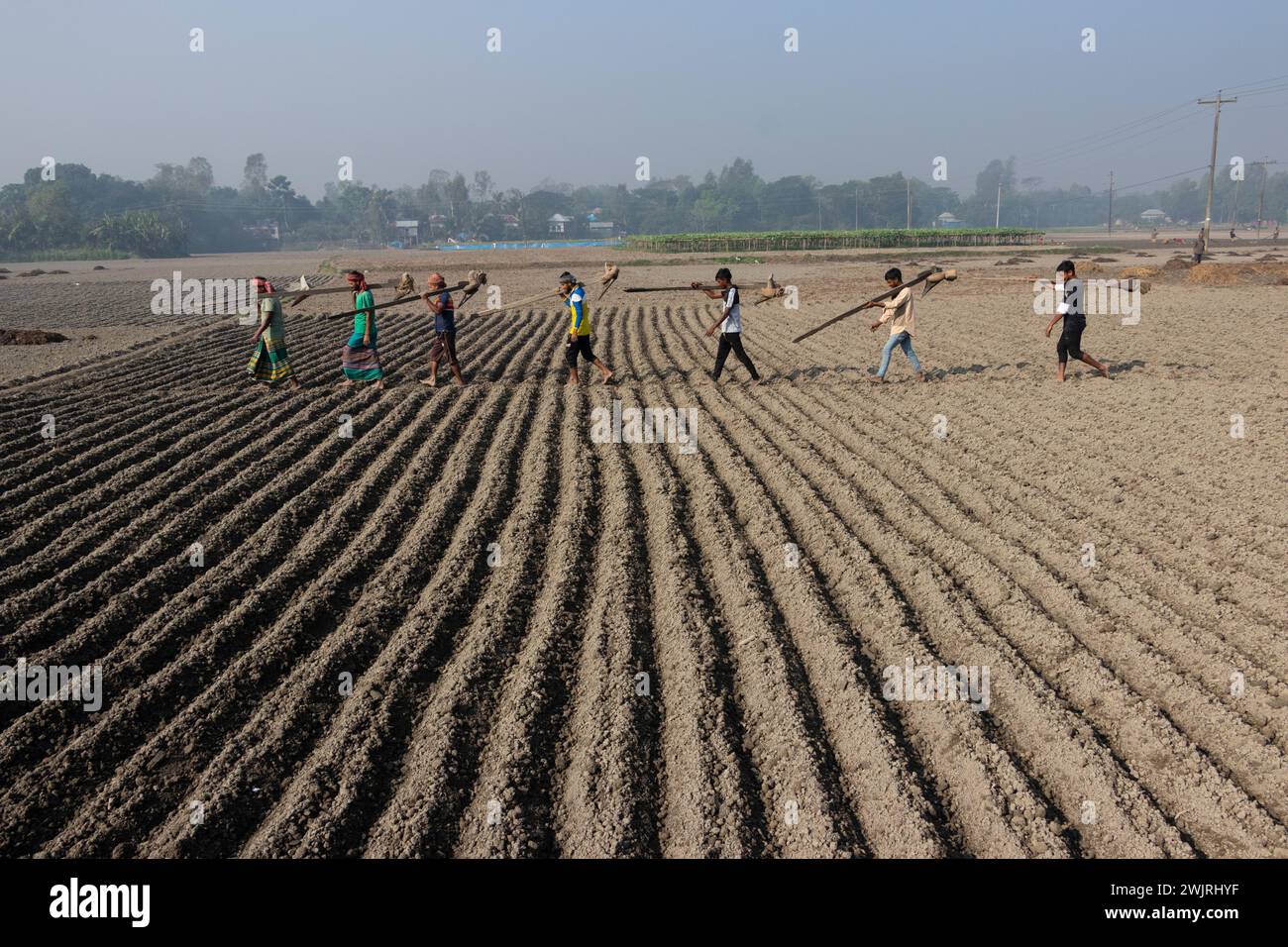 Munshiganj, Dhaka, Bangladesh. 17 février 2024. Les agriculteurs retournent chez eux après avoir préparé un champ à Munshiganj, au Bangladesh, pour semer des graines de pommes de terre. Les pommes de terre mettent au moins 90 jours à mûrir après le semis. Les pommes de terre entières ou les morceaux de pommes de terre peuvent être utilisés comme graines. Un groupe de travailleurs peut récolter jusqu'à 3 000 kg de pommes de terre par jour. Les champs sont méticuleusement organisés, avec des rangées de pommes de terre soigneusement alignées, promettant un rendement futur qui contribuera à la subsistance et à la prospérité économique de la région. Les pommes de terre sont devenues un aliment de base dans de nombreuses parties du monde et font partie intégrante de la plupart des Banque D'Images