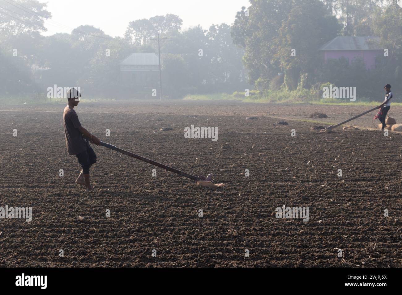Munshiganj, Dhaka, Bangladesh. 17 février 2024. Les agriculteurs préparent un champ à Munshiganj, au Bangladesh, pour semer des graines de pommes de terre. Les pommes de terre mettent au moins 90 jours à mûrir après le semis. Les pommes de terre entières ou les morceaux de pommes de terre peuvent être utilisés comme graines. Un groupe de travailleurs peut récolter jusqu'à 3 000 kg de pommes de terre par jour. Les champs sont méticuleusement organisés, avec des rangées de pommes de terre soigneusement alignées, promettant un rendement futur qui contribuera à la subsistance et à la prospérité économique de la région. Les pommes de terre sont devenues un aliment de base dans de nombreuses régions du monde et font partie intégrante d'une grande partie de l'approvisionnement alimentaire mondial. (Crédit Banque D'Images