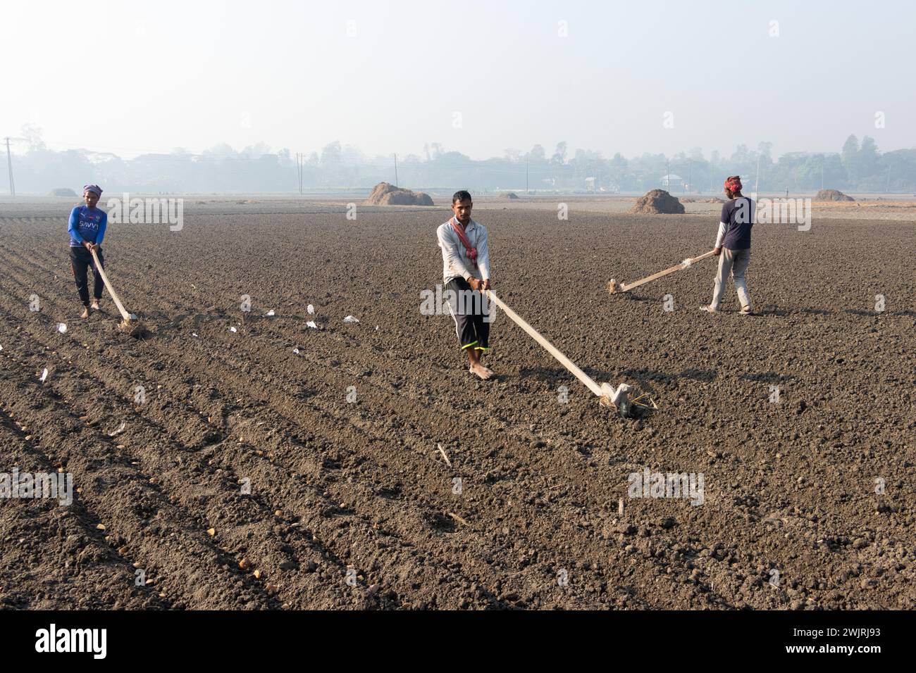 Munshiganj, Dhaka, Bangladesh. 17 février 2024. Les agriculteurs préparent un champ à Munshiganj, au Bangladesh, pour semer des graines de pommes de terre. Les pommes de terre mettent au moins 90 jours à mûrir après le semis. Les pommes de terre entières ou les morceaux de pommes de terre peuvent être utilisés comme graines. Un groupe de travailleurs peut récolter jusqu'à 3 000 kg de pommes de terre par jour. Les champs sont méticuleusement organisés, avec des rangées de pommes de terre soigneusement alignées, promettant un rendement futur qui contribuera à la subsistance et à la prospérité économique de la région. Les pommes de terre sont devenues un aliment de base dans de nombreuses régions du monde et font partie intégrante d'une grande partie de l'approvisionnement alimentaire mondial. (Crédit Banque D'Images