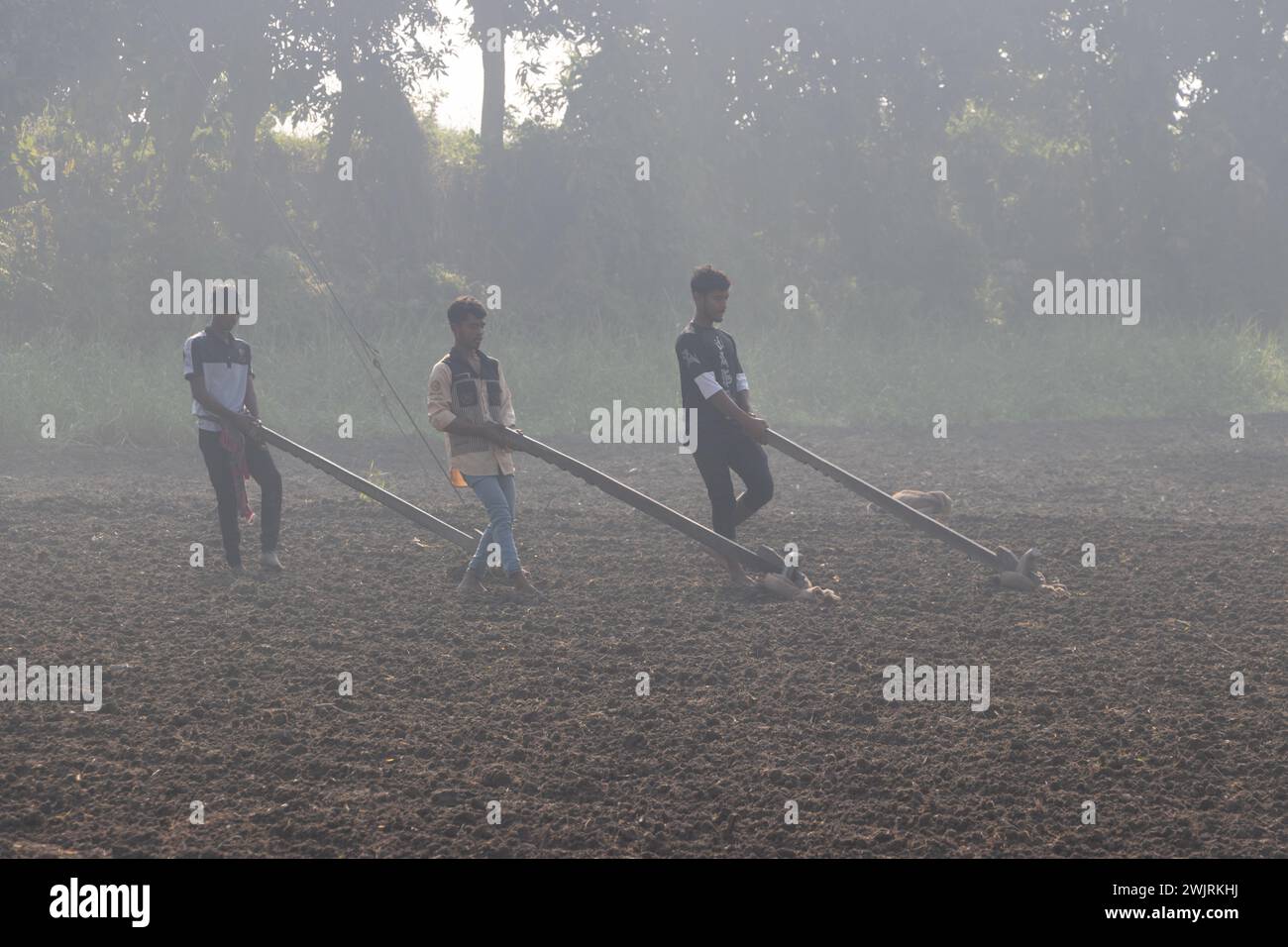 Munshiganj, Dhaka, Bangladesh. 17 février 2024. Les agriculteurs préparent un champ à Munshiganj, au Bangladesh, pour semer des graines de pommes de terre. Les pommes de terre mettent au moins 90 jours à mûrir après le semis. Les pommes de terre entières ou les morceaux de pommes de terre peuvent être utilisés comme graines. Un groupe de travailleurs peut récolter jusqu'à 3 000 kg de pommes de terre par jour. Les champs sont méticuleusement organisés, avec des rangées de pommes de terre soigneusement alignées, promettant un rendement futur qui contribuera à la subsistance et à la prospérité économique de la région. Les pommes de terre sont devenues un aliment de base dans de nombreuses régions du monde et font partie intégrante d'une grande partie de l'approvisionnement alimentaire mondial. (Crédit Banque D'Images