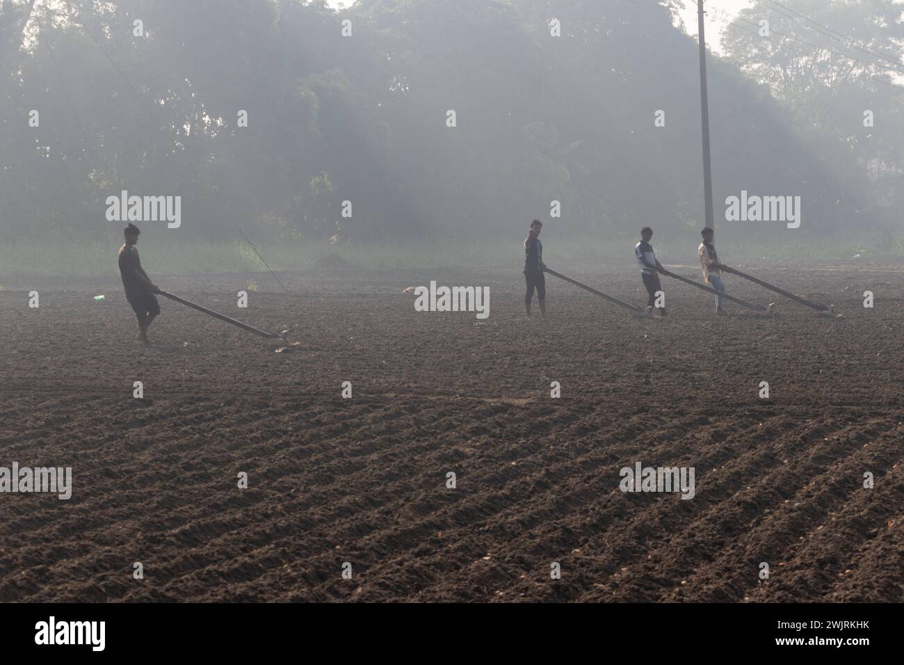 Munshiganj, Dhaka, Bangladesh. 17 février 2024. Les agriculteurs préparent un champ à Munshiganj, au Bangladesh, pour semer des graines de pommes de terre. Les pommes de terre mettent au moins 90 jours à mûrir après le semis. Les pommes de terre entières ou les morceaux de pommes de terre peuvent être utilisés comme graines. Un groupe de travailleurs peut récolter jusqu'à 3 000 kg de pommes de terre par jour. Les champs sont méticuleusement organisés, avec des rangées de pommes de terre soigneusement alignées, promettant un rendement futur qui contribuera à la subsistance et à la prospérité économique de la région. Les pommes de terre sont devenues un aliment de base dans de nombreuses régions du monde et font partie intégrante d'une grande partie de l'approvisionnement alimentaire mondial. (Crédit Banque D'Images