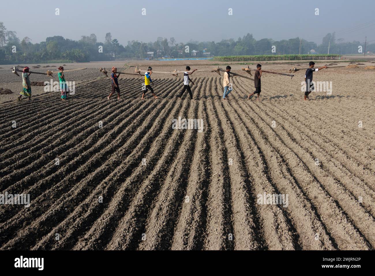 Munshiganj, Dhaka, Bangladesh. 17 février 2024. Les agriculteurs retournent chez eux après avoir préparé un champ à Munshiganj, au Bangladesh, pour semer des graines de pommes de terre. Les pommes de terre mettent au moins 90 jours à mûrir après le semis. Les pommes de terre entières ou les morceaux de pommes de terre peuvent être utilisés comme graines. Un groupe de travailleurs peut récolter jusqu'à 3 000 kg de pommes de terre par jour. Les champs sont méticuleusement organisés, avec des rangées de pommes de terre soigneusement alignées, promettant un rendement futur qui contribuera à la subsistance et à la prospérité économique de la région. Les pommes de terre sont devenues un aliment de base dans de nombreuses parties du monde et font partie intégrante de la plupart des Banque D'Images