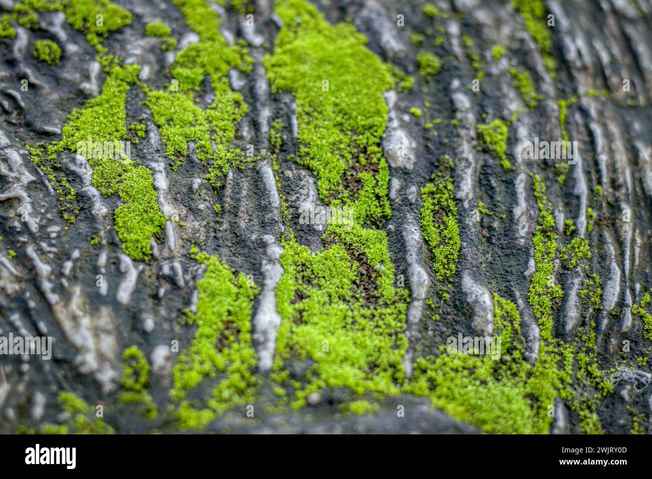 Découvrez la beauté de la résilience de la nature! La mousse luxuriante prospère au milieu du béton, symbolisant la croissance et l'harmonie. Parfait pour les projets à thème écologique. Banque D'Images
