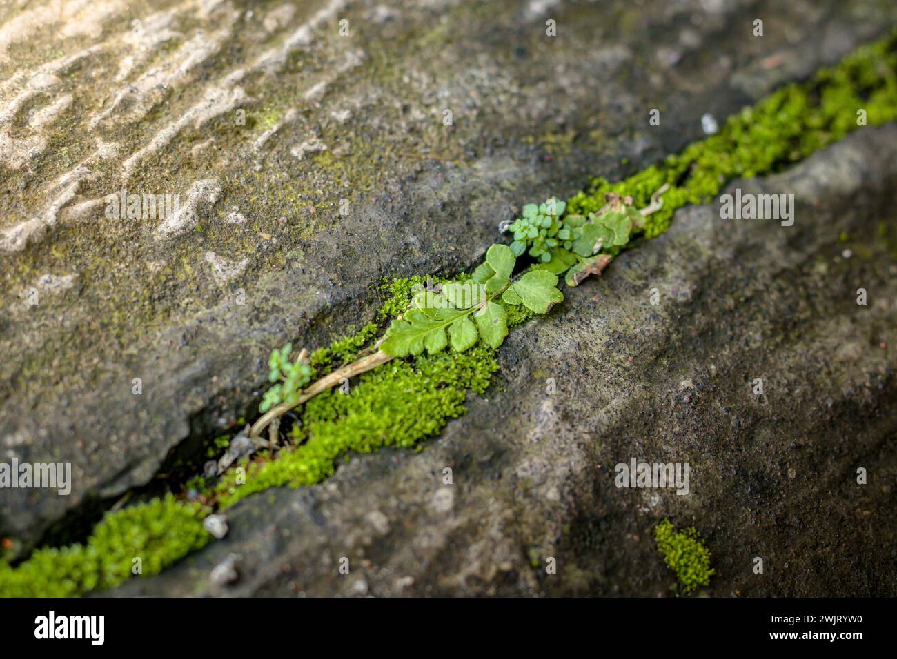 Découvrez la beauté de la résilience de la nature! La mousse luxuriante prospère au milieu du béton, symbolisant la croissance et l'harmonie. Parfait pour les projets à thème écologique. Banque D'Images