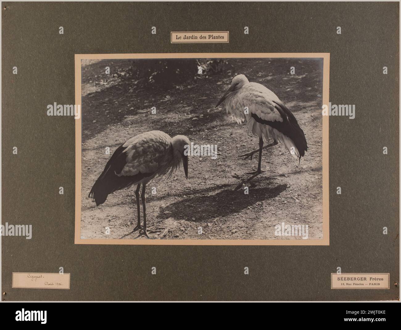 Séeberger Frères. Le jardin des plantes / Cigognes / août 1906. Cigognes, jardin des plantes, 5ème arrondissement, Paris. Tirage au bromure de gélatino-argent. en 1906-08-1906-08. Paris, musée Carnavalet. 123828-10 Banque D'Images