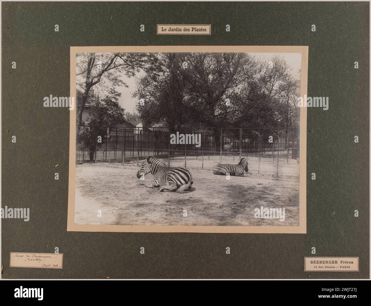 Séeberger Frères. Le jardin des plantes / Daro de Chapmann / (Zamben) / août 1906. Zebres, jardin des plantes, 5ème arrondissement, Paris. Tirage au bromure de gélatino-argent. en 1906-08-1906-08. Paris, musée Carnavalet. 123828-3 Banque D'Images