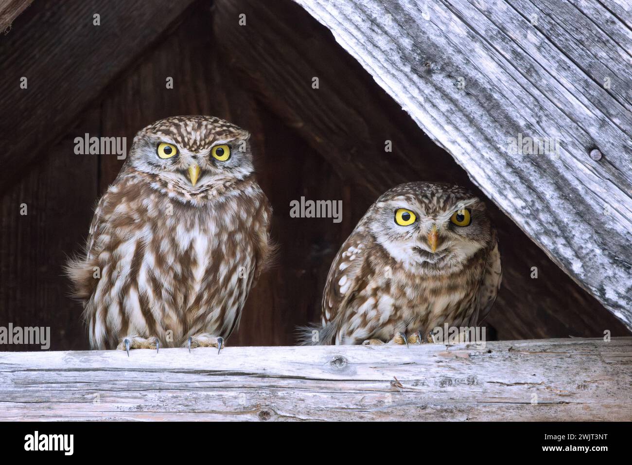 Petit couple de chouettes (Athene noctua) assis ensemble sur une poutre en bois sous le toit d'une vieille maison abandonnée Banque D'Images