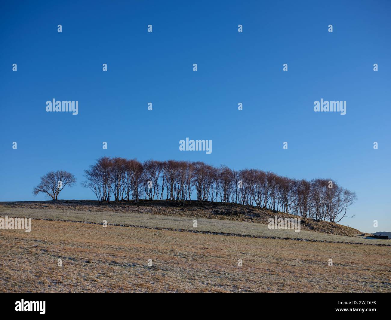 Grappe de bouleaux sur une colline en hiver. Champ au premier plan. Gel sur le sol par une journée ensoleillée. Banque D'Images