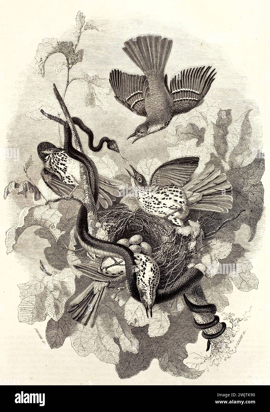 Illustration d'un ancien graveur représentant un serpent attaquant un nid de trasher brun. Créé par Freeman, publié sur magasin pittoresque, Paris, 1852 Banque D'Images