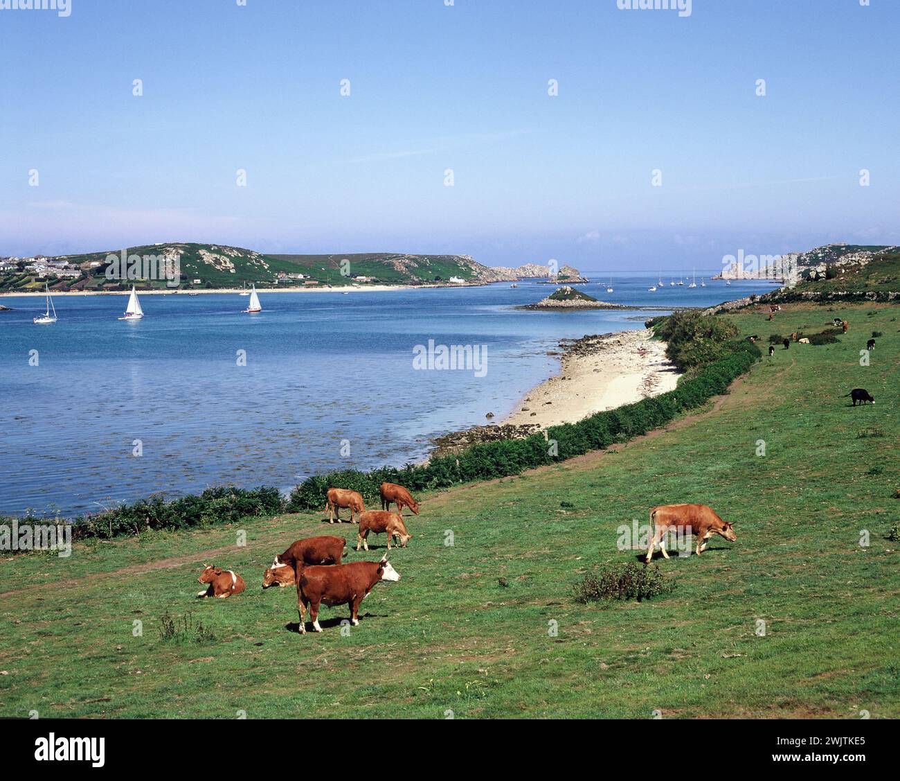 Angleterre. Cornwall. Îles Scilly. Tresco. Champ côtier avec bétail de pâturage. Banque D'Images