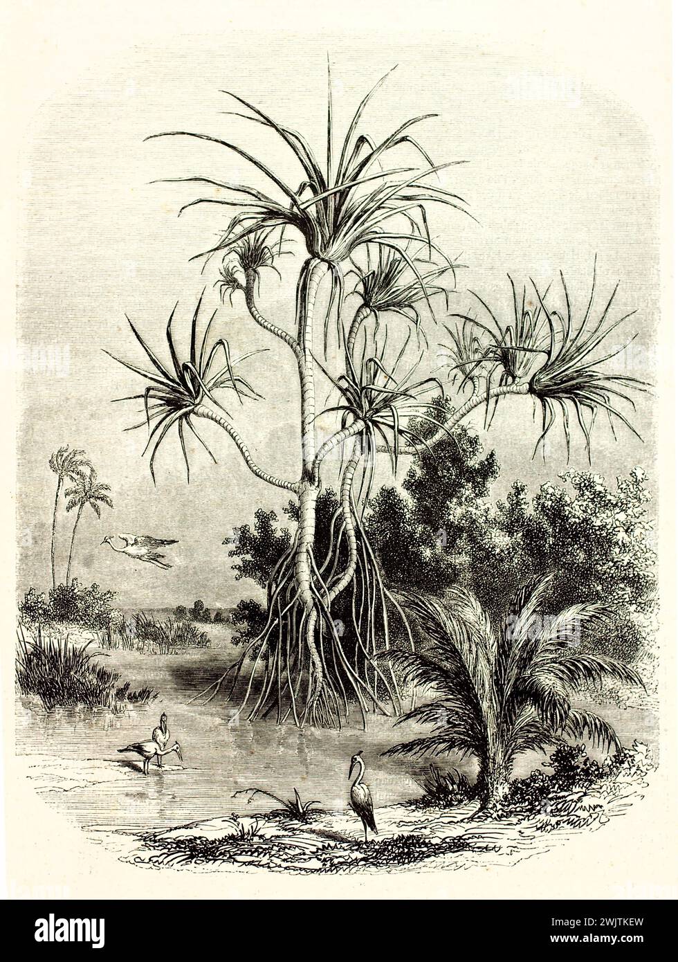Gravure de l'arbre de Pandanus dans une zone humide tropicale, avec racines aériennes et oiseaux exotiques. Riche illustration naturaliste de Magazin pittoresque, 1852. Banque D'Images