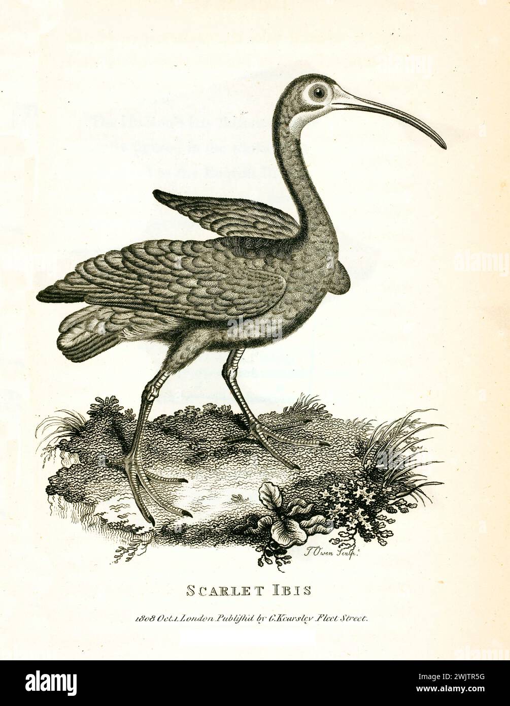 Illustration gravée de Scarlet Ibis (Eudocimus ruber), représentée de profil avec bec courbé. Publié dans George Shaw’s Zoological lectures, 1809. Banque D'Images