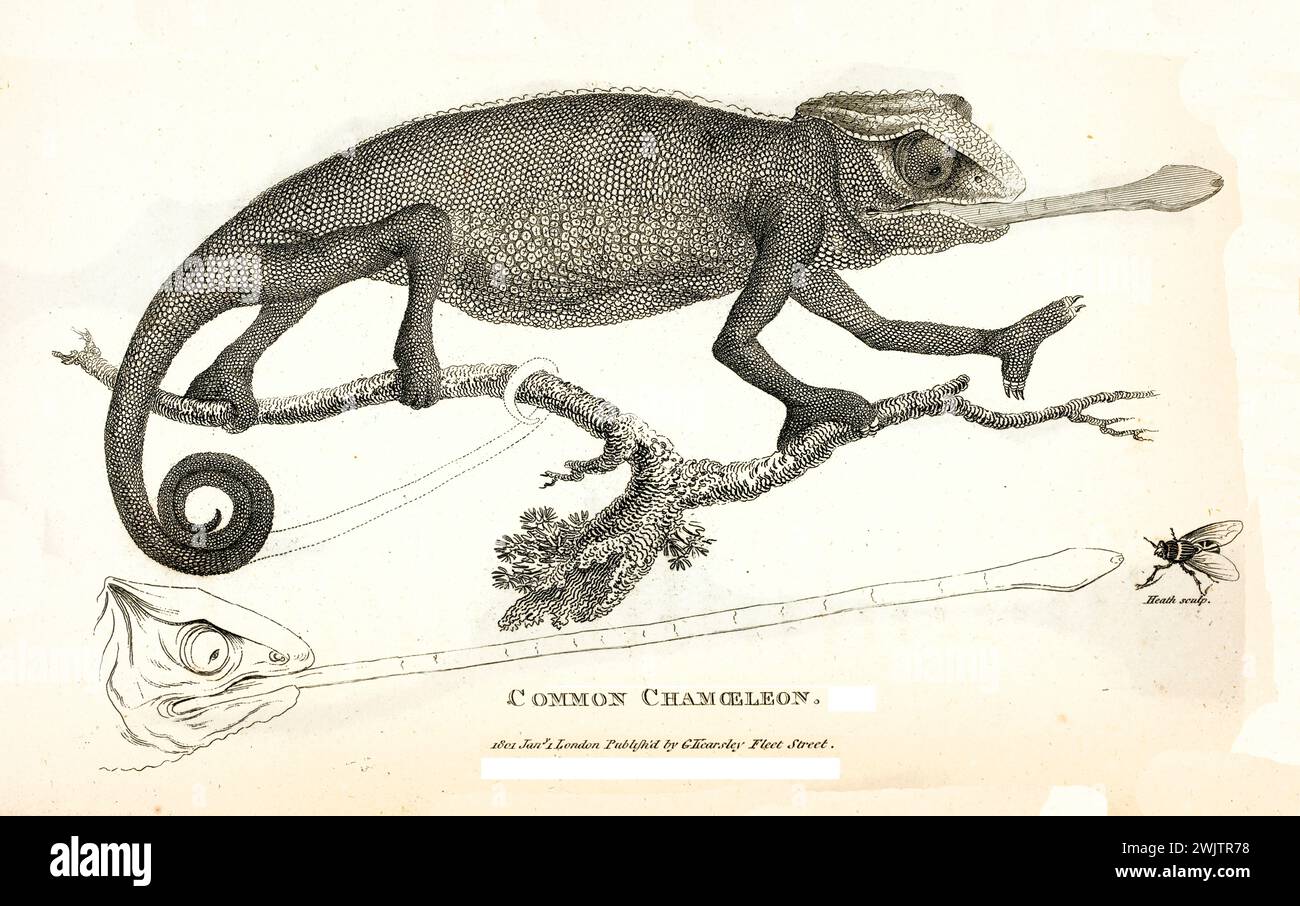 Caméléon commun (Chamaeleo camaeleon) sur la branche avec la langue étendue, gravure détaillée de 1809 par George Shaw montrant l'anatomie et la pose prédatrice. Banque D'Images