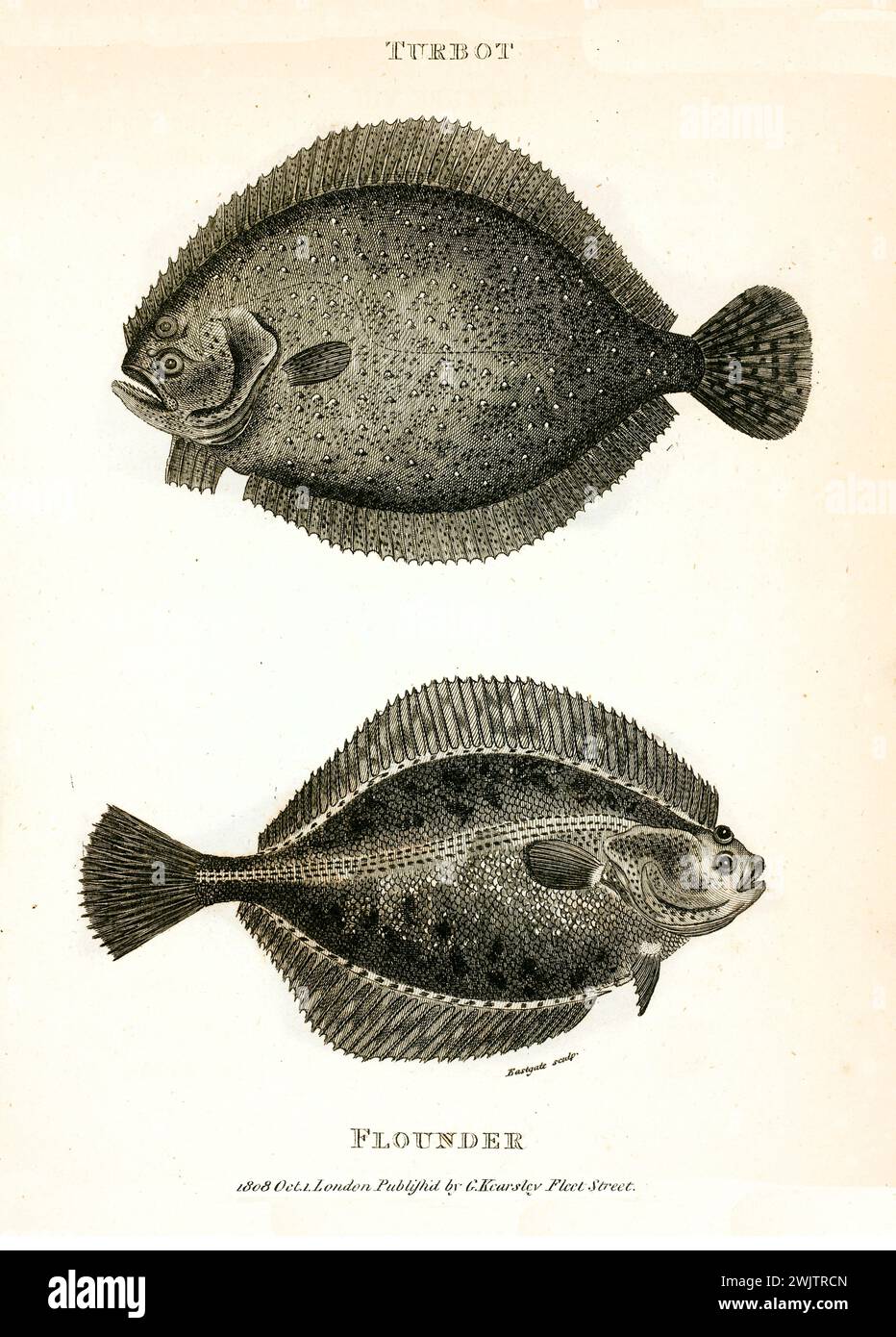 Gravure verticale 1809 de flet et Turbot (Platichthys flesus, Scophthalmus maximus), poissons plats représentés de profil avec une fine ligne ombragée sur blanc. Banque D'Images
