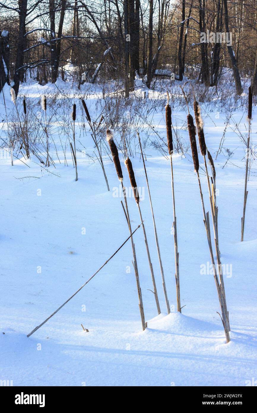 Cattail sur un marais gelé sur un jour de février glacial et ensoleillé dans le centre de la Russie Banque D'Images