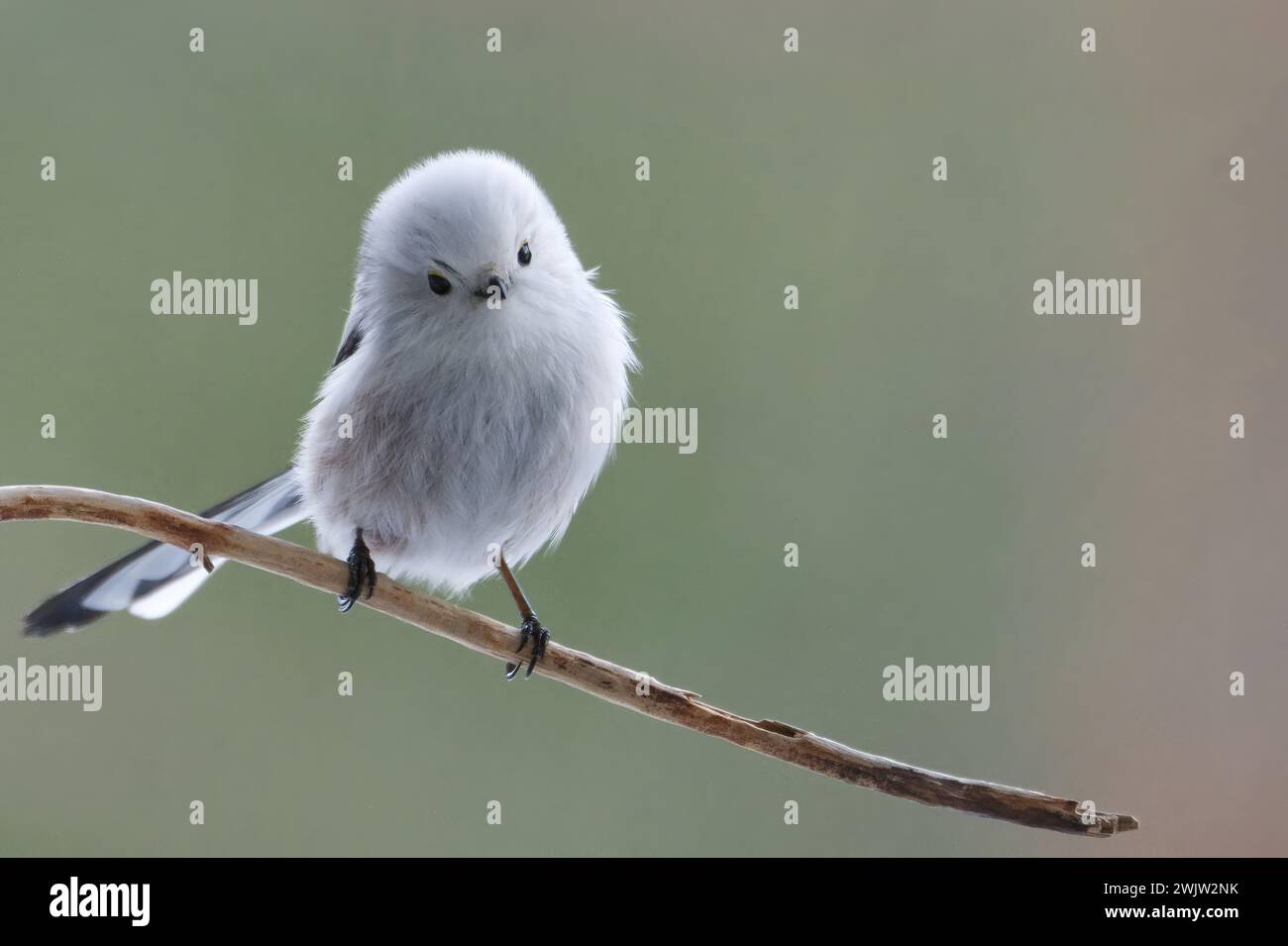 Observation des petits oiseaux blancs Banque D'Images