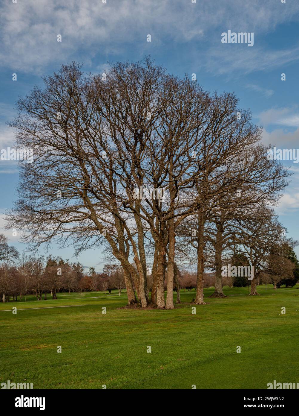 Taillis d'arbres sans feuilles en février à Stover, Devon, Angleterre. Banque D'Images