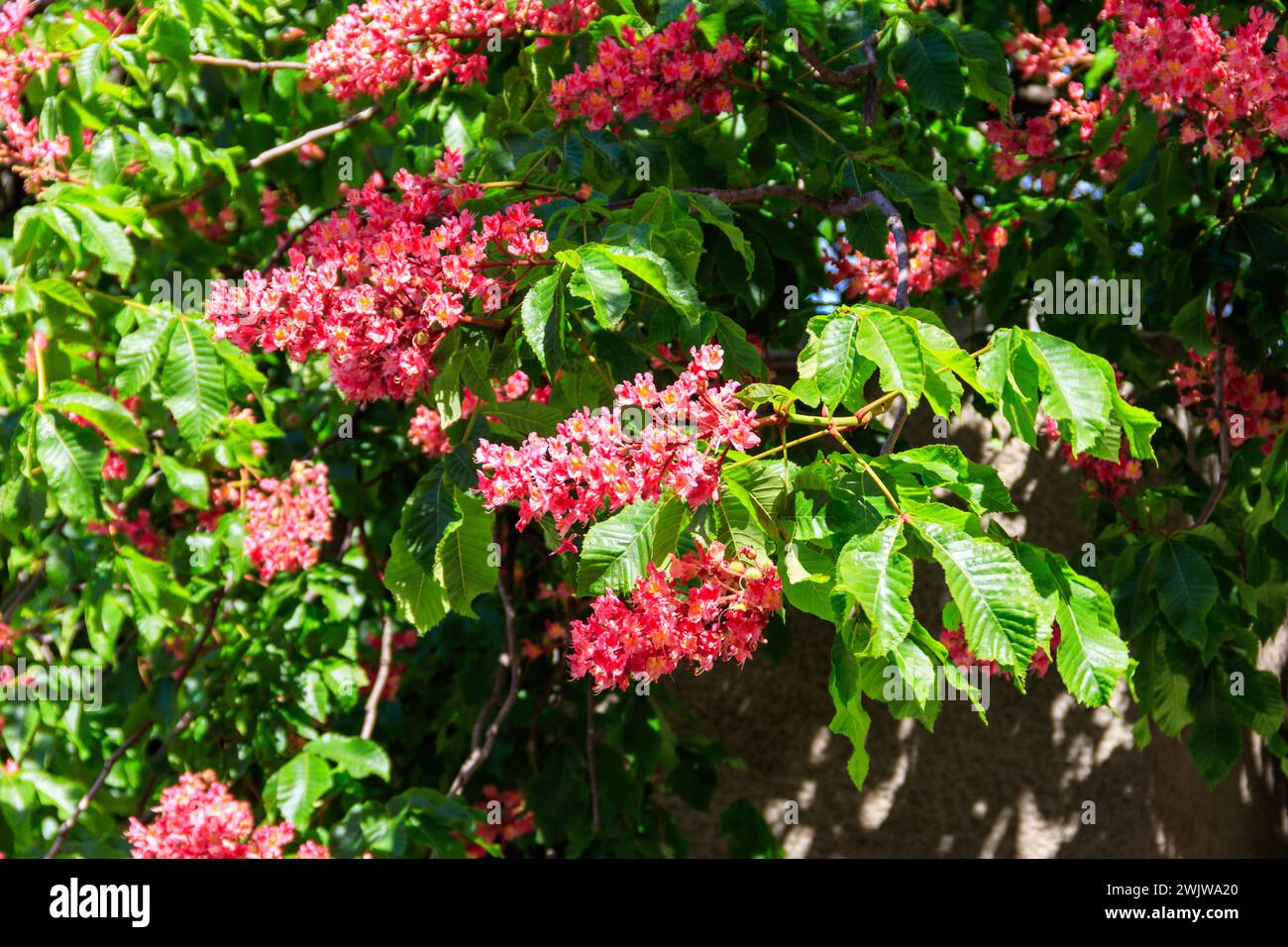 Marron rouge (Aesculus carnea) en floraison au printemps Banque D'Images