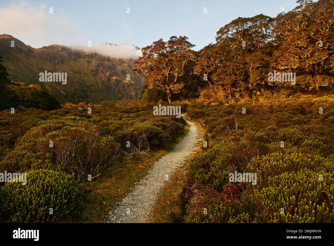 Sentier Routeburn Track près de McKenzie Hut, Fjiordland National Park, South Island, Nouvelle-Zélande Banque D'Images