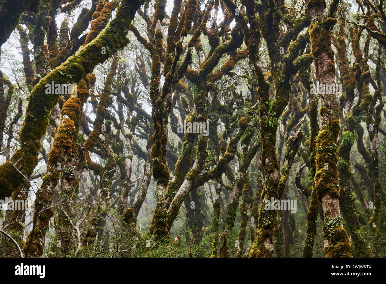Forêt verte le long de Routeburn Track près de McKenzie Hut, parc national de Fjiordland, île du Sud, Nouvelle-Zélande Banque D'Images